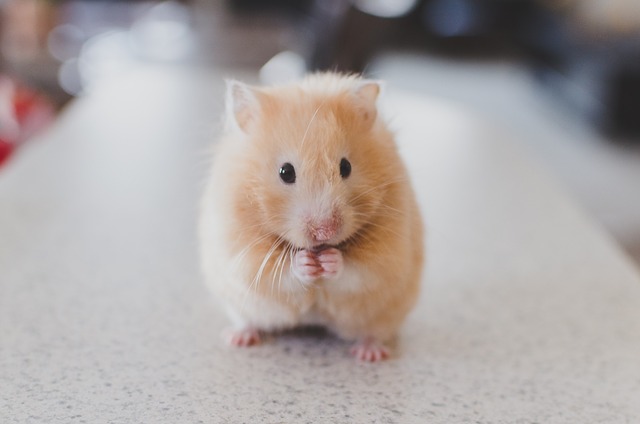 Hamster se comunica con sus expresiones